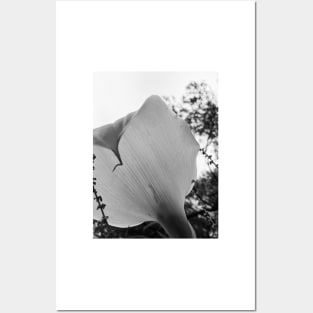 Calla Lily black and white Posters and Art